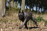 BOUVIER DES ARDENNES 290